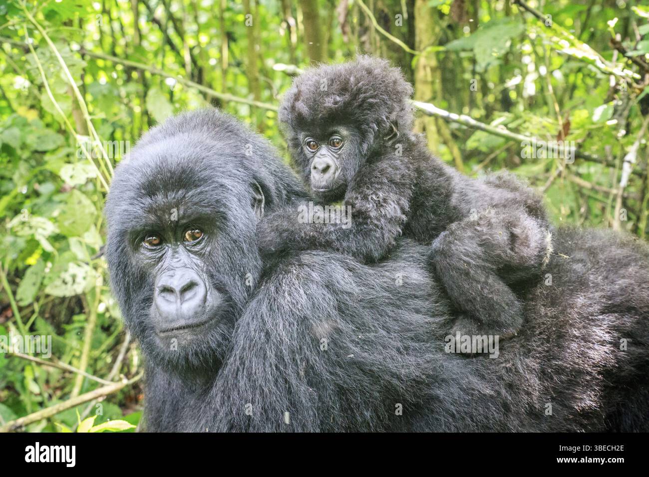 Baby Mountain gorilla sitting on the back of his mother in the Virunga National Park, Democratic Republic Of Congo Stock Photo