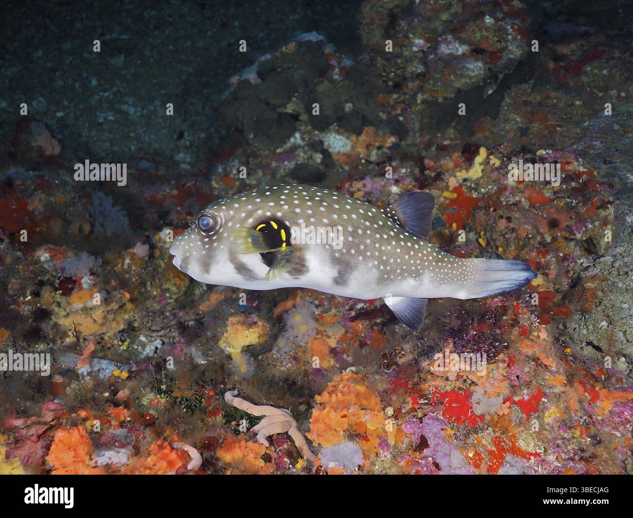 White-spotted pufferfish (Arothron hispidus) Stock Photo