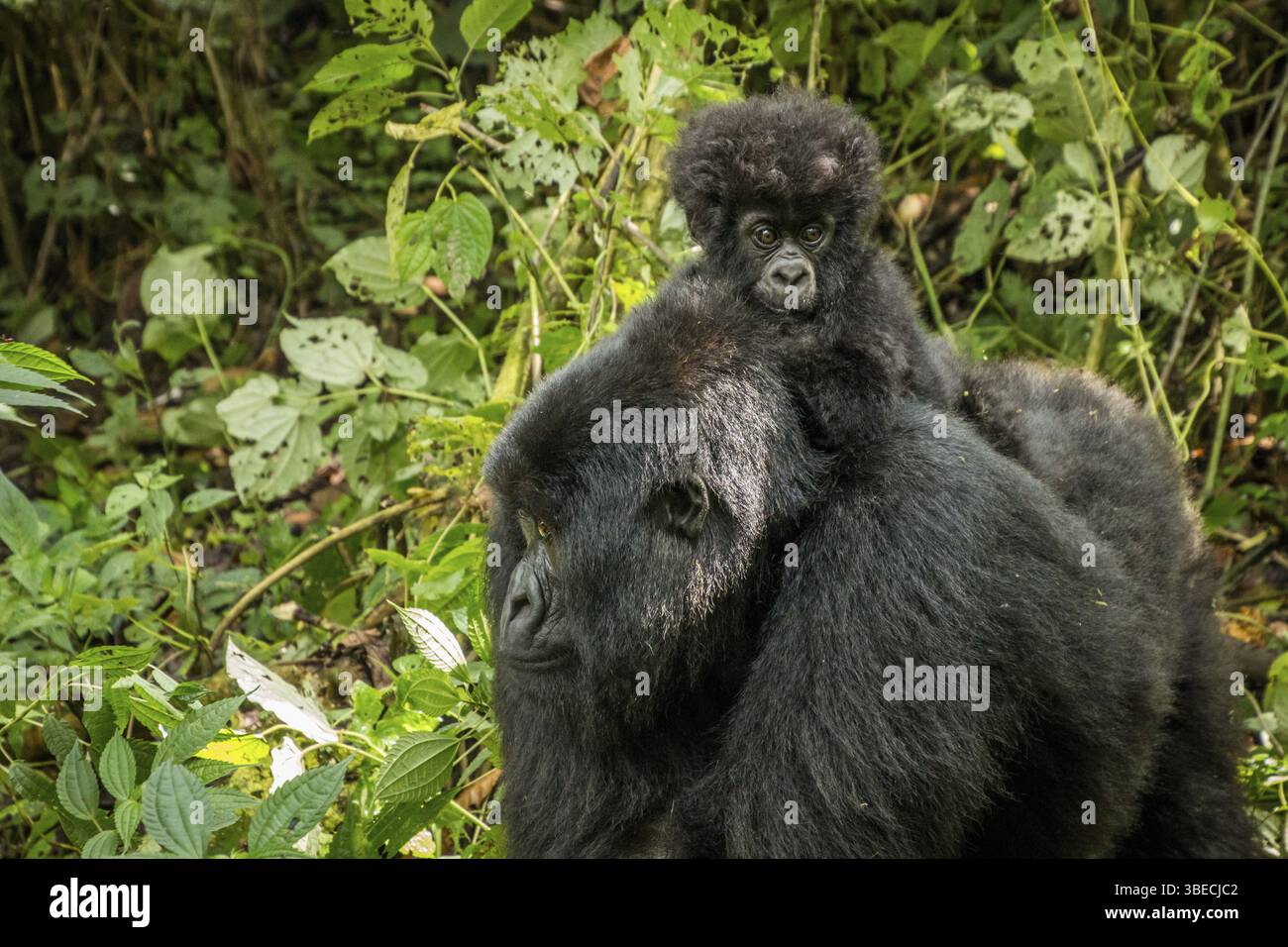 Baby Mountain gorilla sitting on his mother in the Virunga National Park, Democratic Republic Of Congo Stock Photo