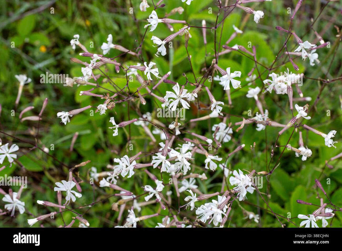 Silene nutans or Silene noctiflora in nature Stock Photo