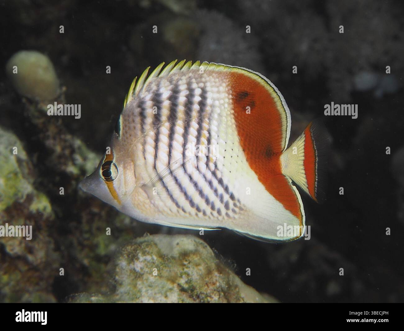 Red Sea butterflyfish (Chaetodon paucifasciatus Stock Photo - Alamy