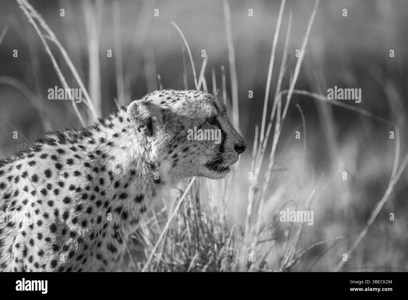 Side profile of a Cheetah in black and white in the Kruger National Park, South Africa, Africa Stock Photo