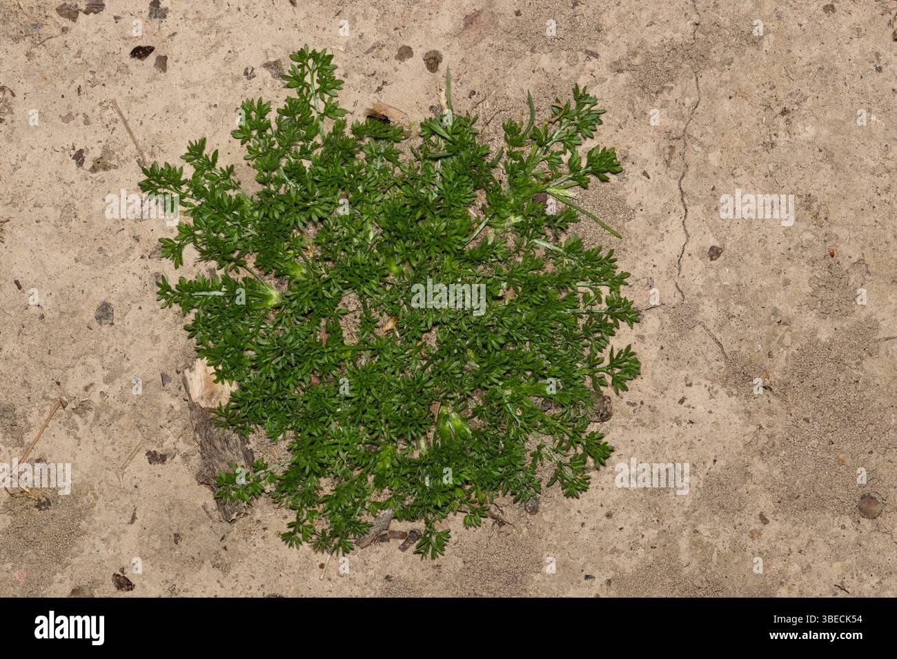 Bindii hi-res stock photography and images - Alamy