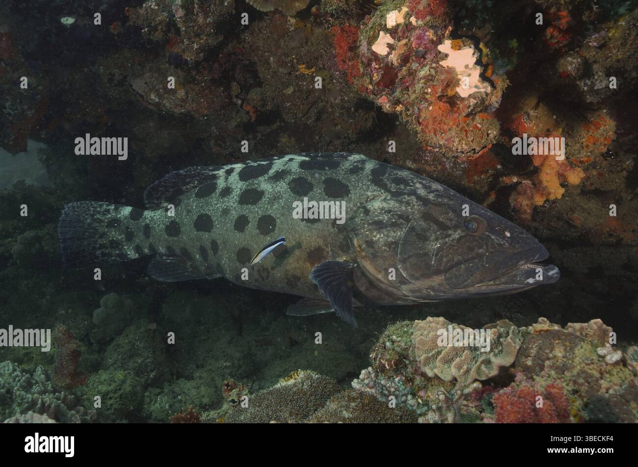 potato-grouper-epinephelus-tukula-stock-photo-alamy
