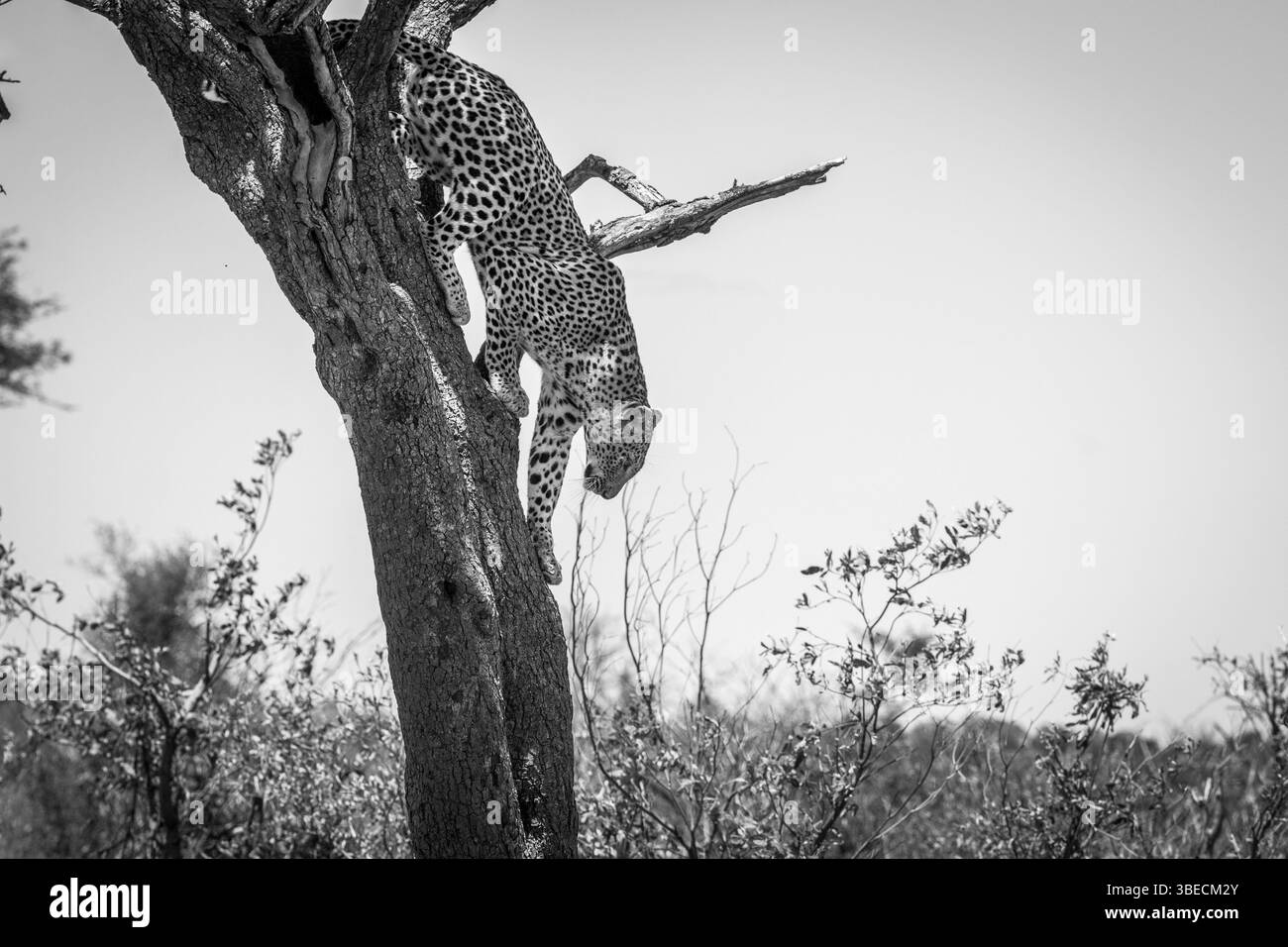 Leopard climbing out of a tree in black and white in the Kruger National Park, South Africa, Africa Stock Photo