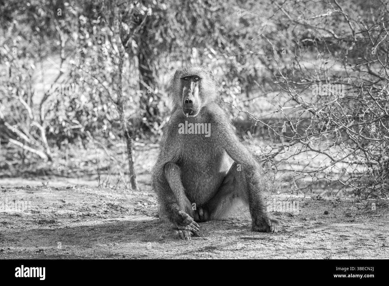 A starring Baboon in black and white in the Kruger National Park, South Africa, Africa Stock Photo