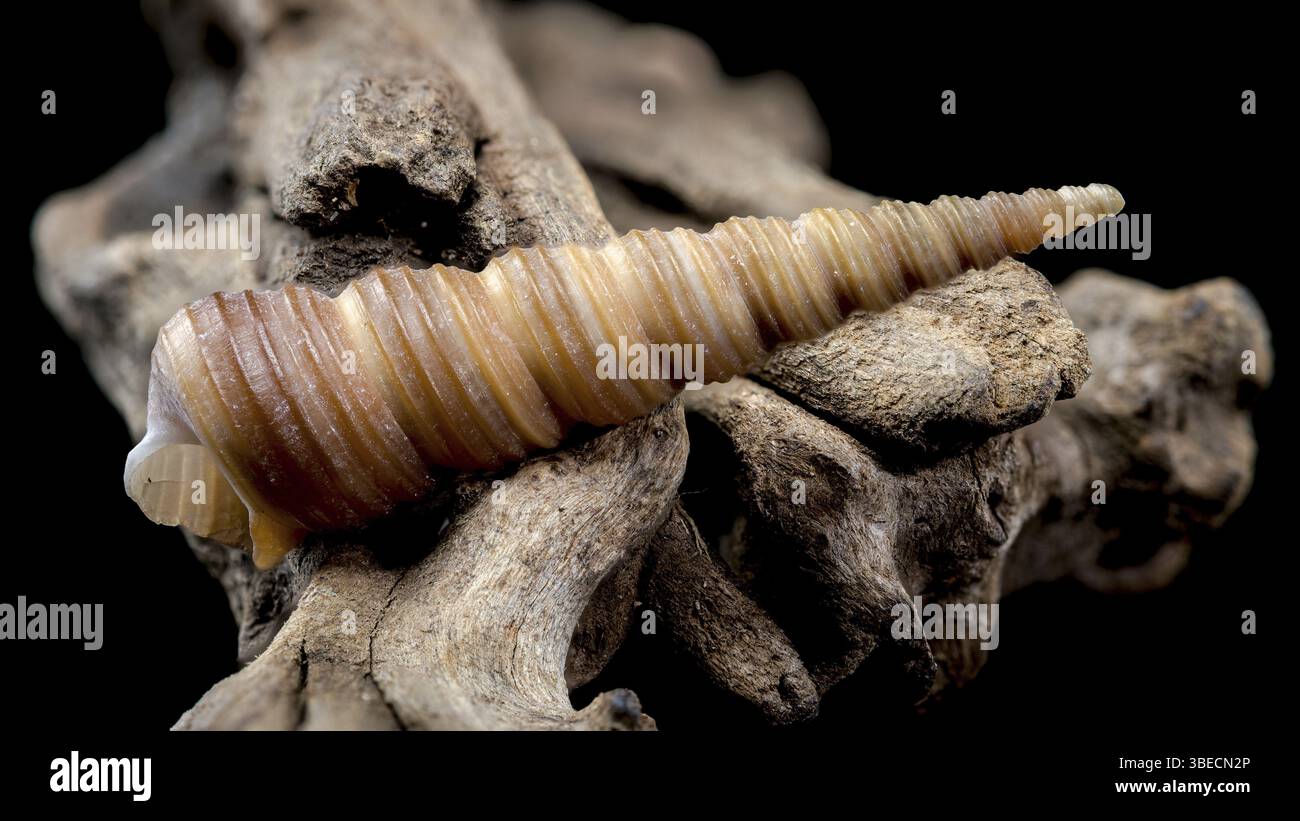 Turritelliform Shell Draw Close-up of a Turritella shell with a spiral structure resting on ...