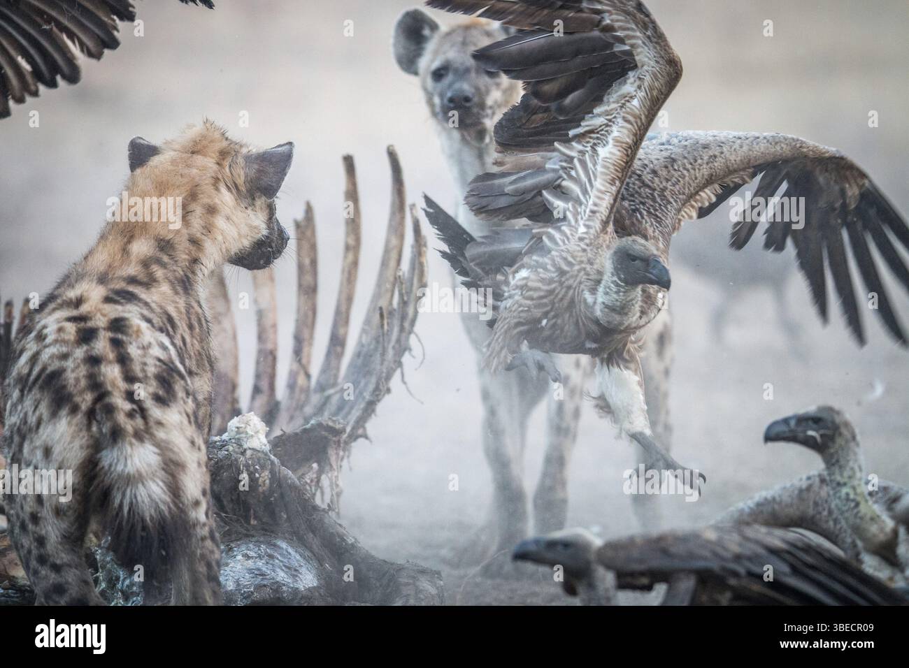 Hyena vulture hi-res stock photography and images - Alamy