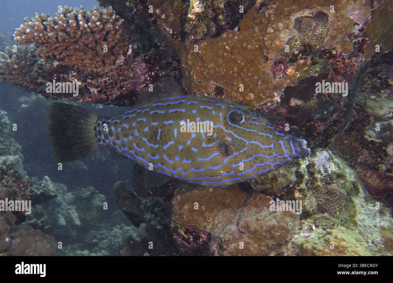 Script filefish (Aluterus scriptus Stock Photo - Alamy
