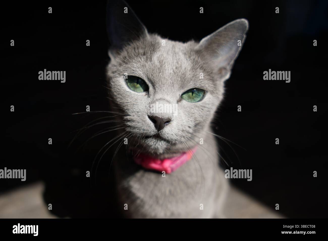 Cat Looking into Camera Stock Photo