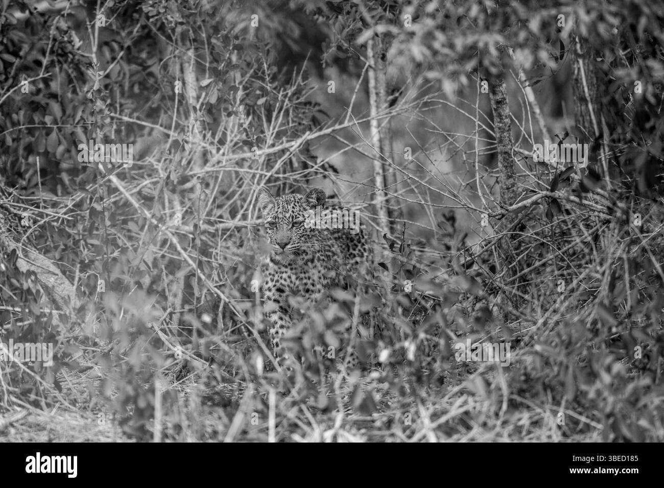 Black and white picture of a Leopard hiding in the bush in the Kruger National Park, South Africa, Africa Stock Photo