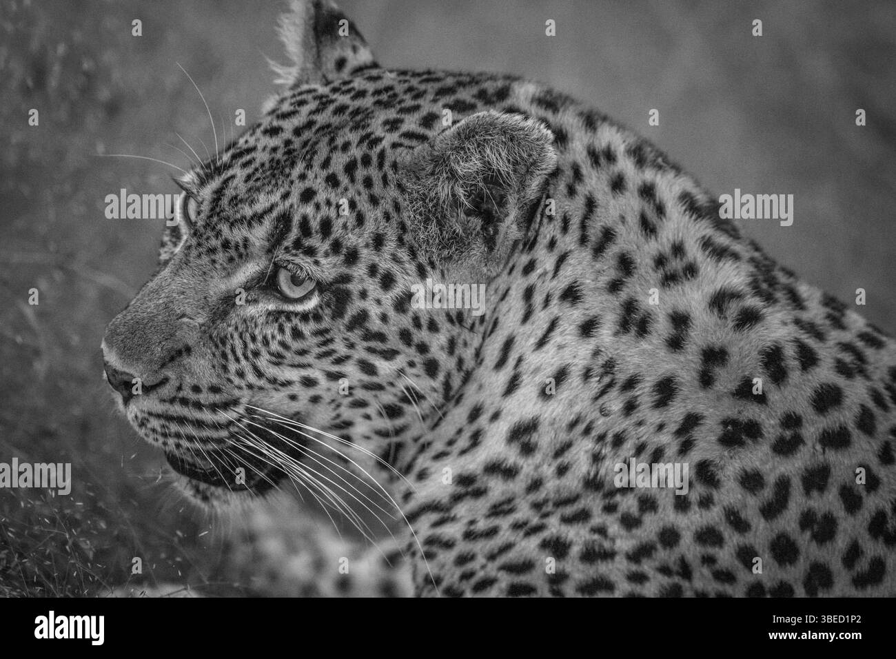 Side profile of a female Leopard in black and white in the Kruger National Park, South Africa, Africa Stock Photo