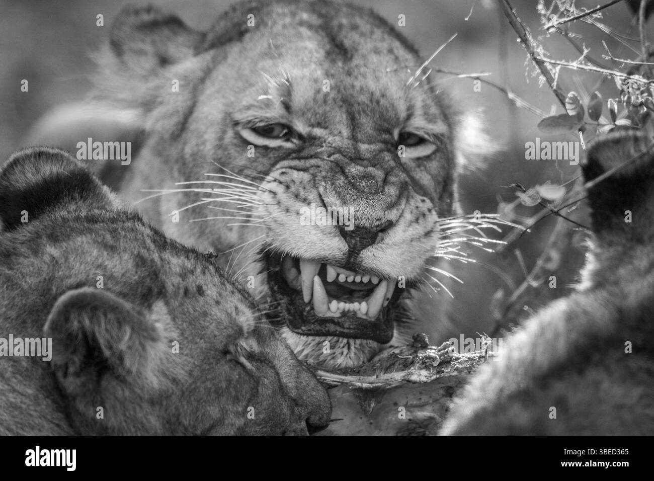Lion eating in black and white in the Kruger National Park, South Africa, Africa Stock Photo