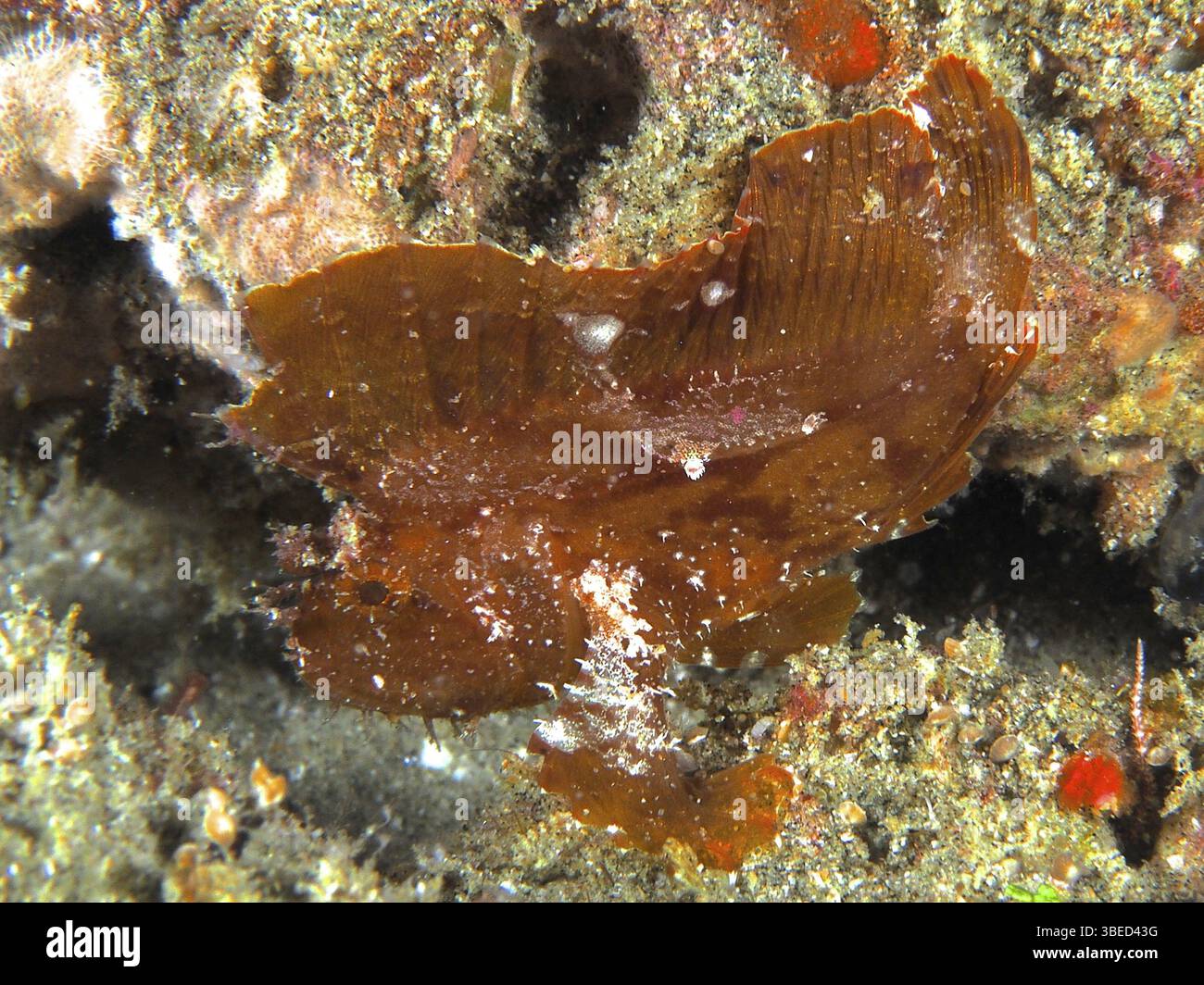 Leaf scorpionfish fish taenianotus hi-res stock photography and images ...