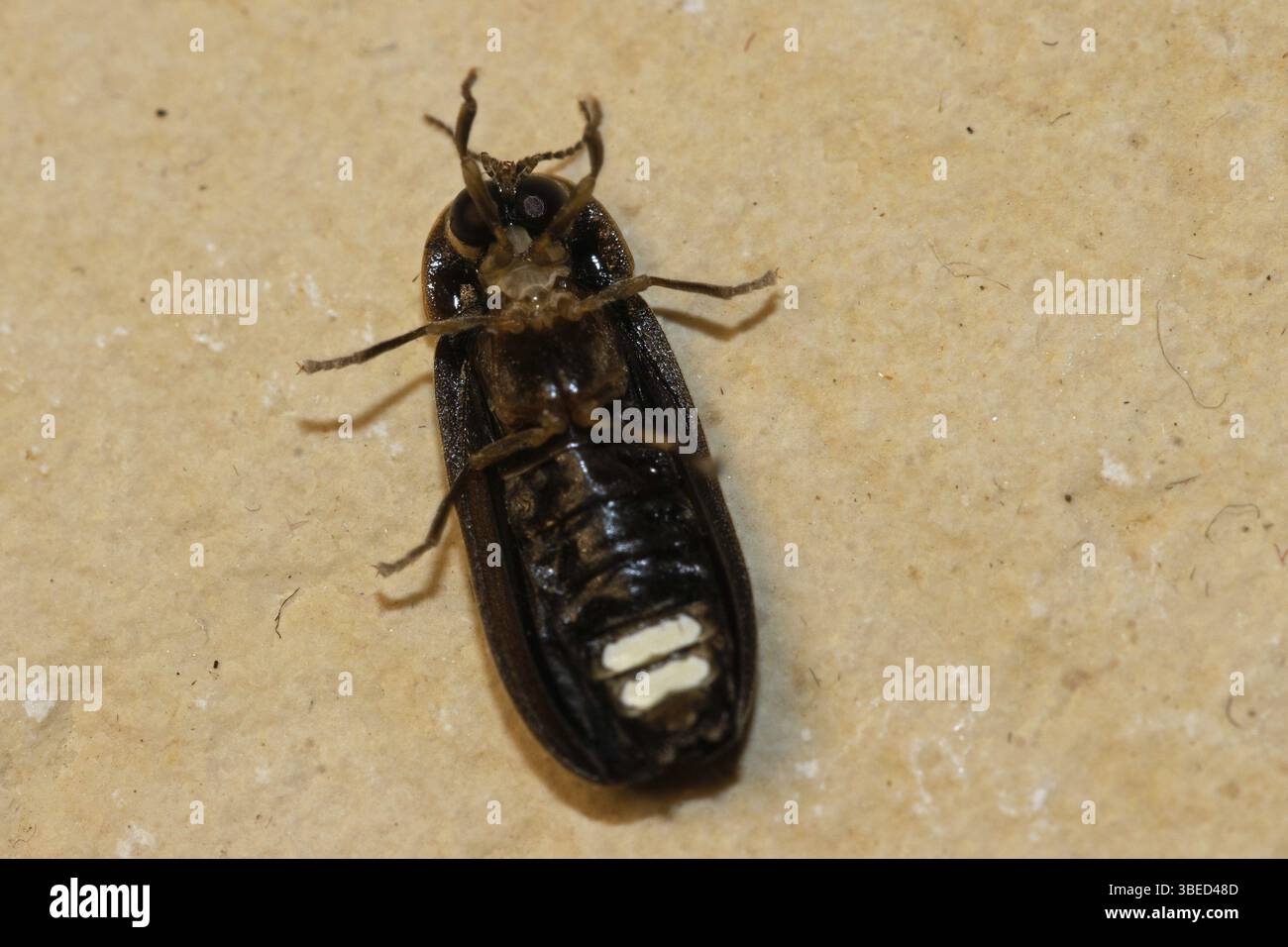 Small firefly (Lamprohiza splendidula Stock Photo - Alamy