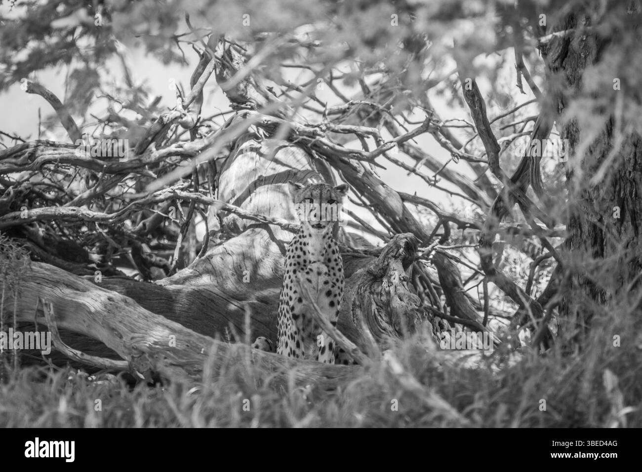 Cheetah sitting under a tree in black and white in the Kgalagadi Transfrontier Park, South Africa, Africa Stock Photo