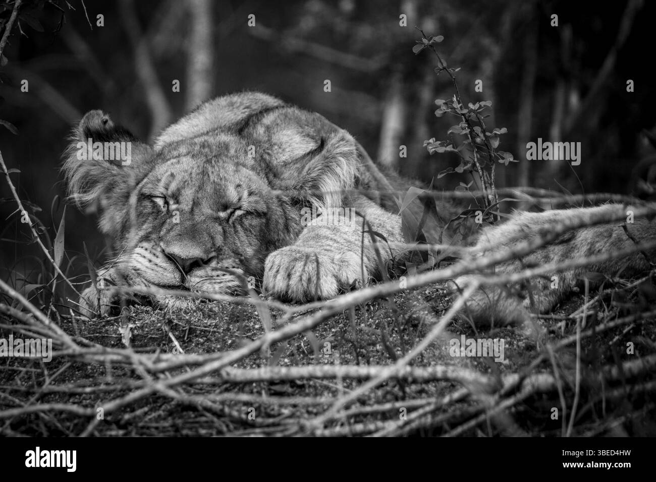 Sleeping Lion cub black and white in the Kruger National Park, South Africa, Africa Stock Photo