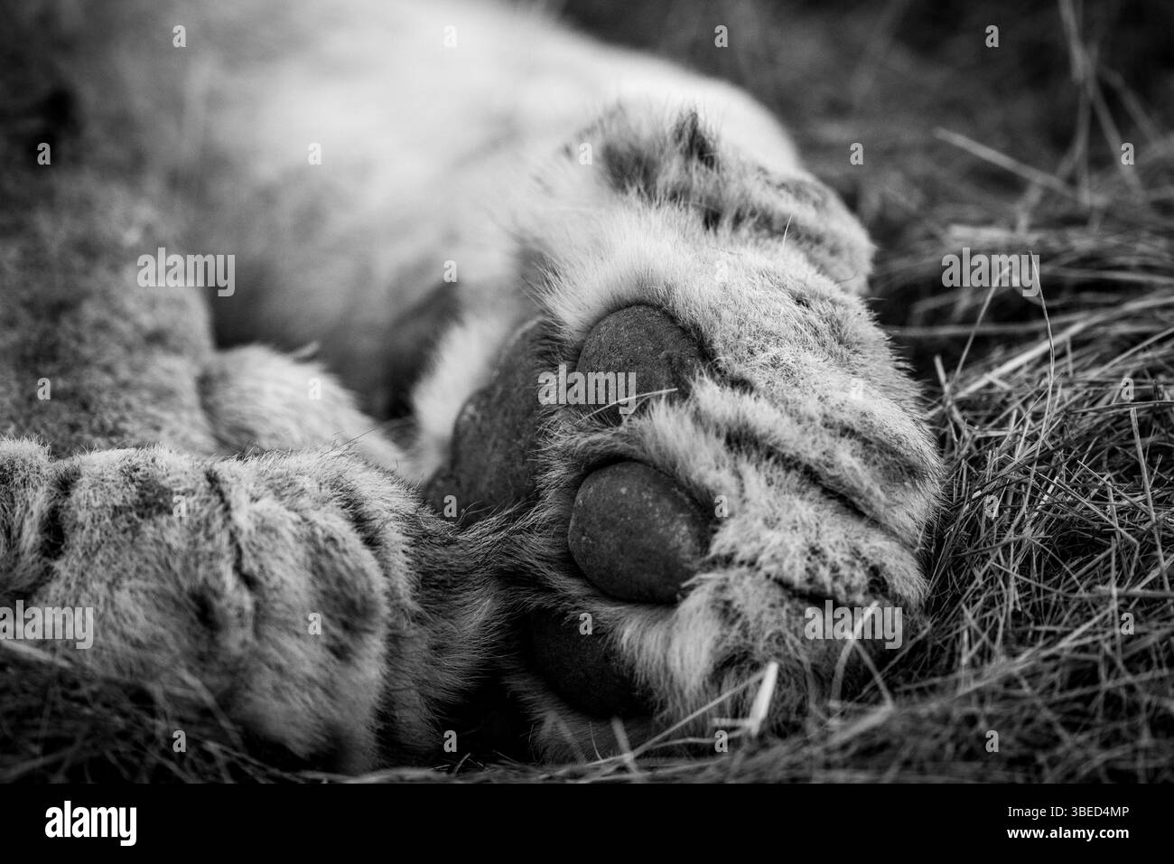 Close up of a Lion paw in black and white in the Kruger National Park, South Africa, Africa Stock Photo