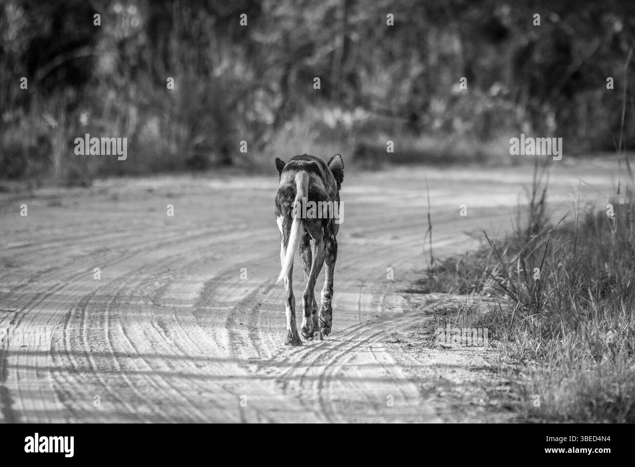 Running African wild dog from behind in black and white in the Kruger National Park, South Africa, Africa Stock Photo