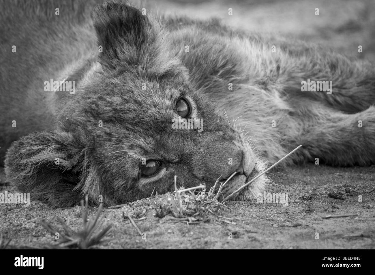 A Lion cub laying down and starring at the camera in black and white in the Kruger National Park Stock Photo