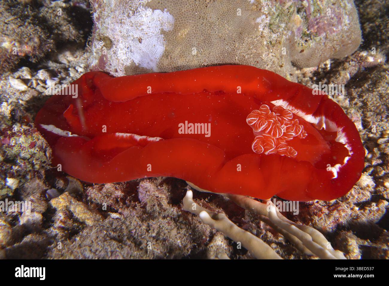 Spanish dancer (Hexabranchus sanguineus) Stock Photo