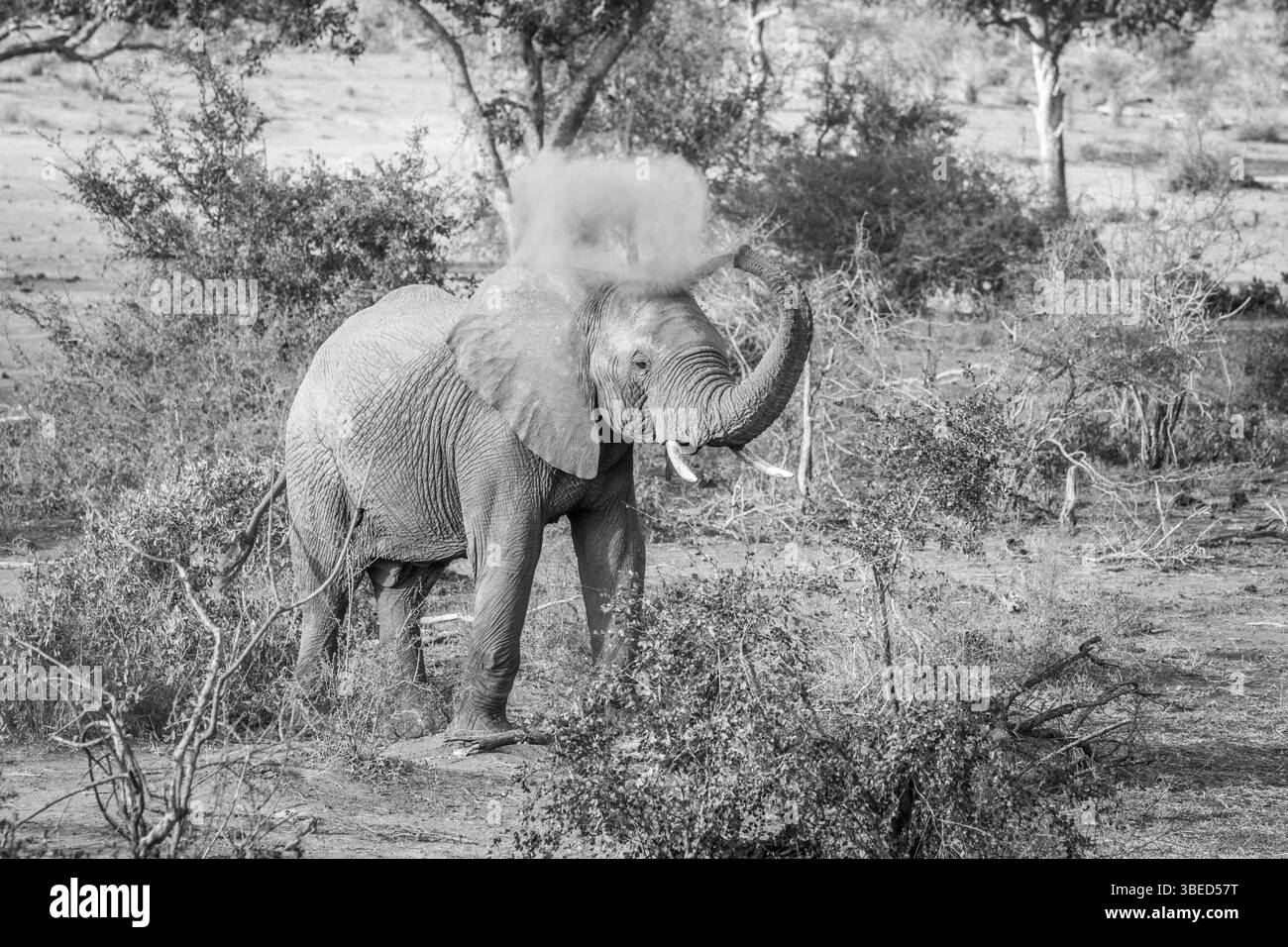 Elephant bull spraying dust on himself in black and white in the Kruger National Park, South Africa, Africa Stock Photo