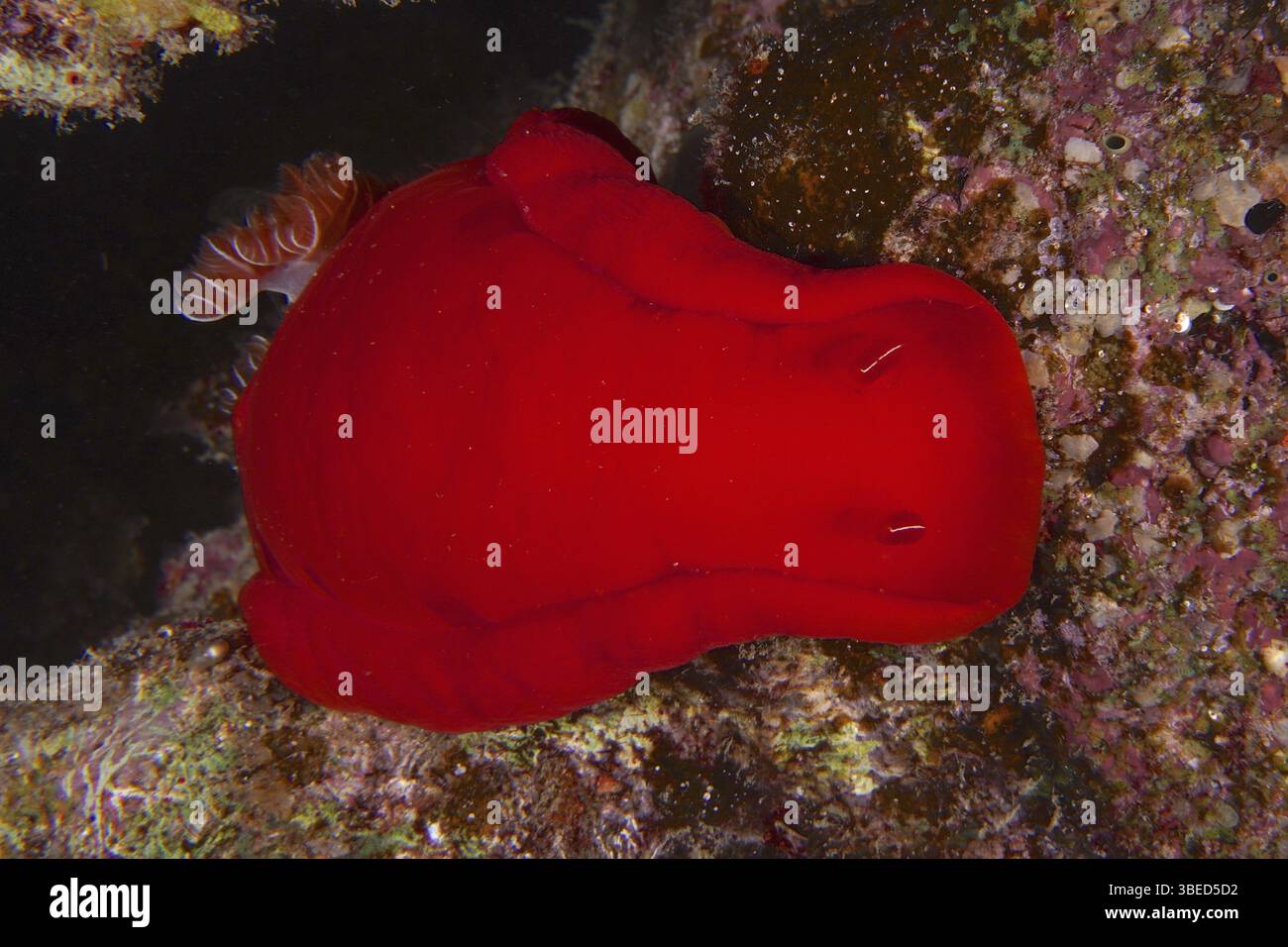Spanish dancer (Hexabranchus sanguineus) Stock Photo