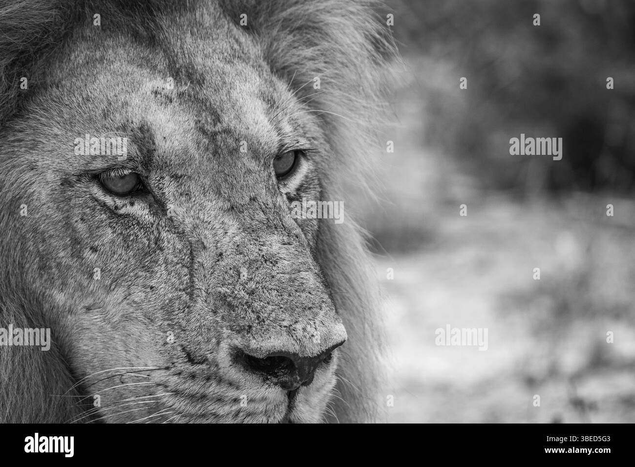 Starring Lion in black and white in the Kruger National Park, South Africa, Africa Stock Photo