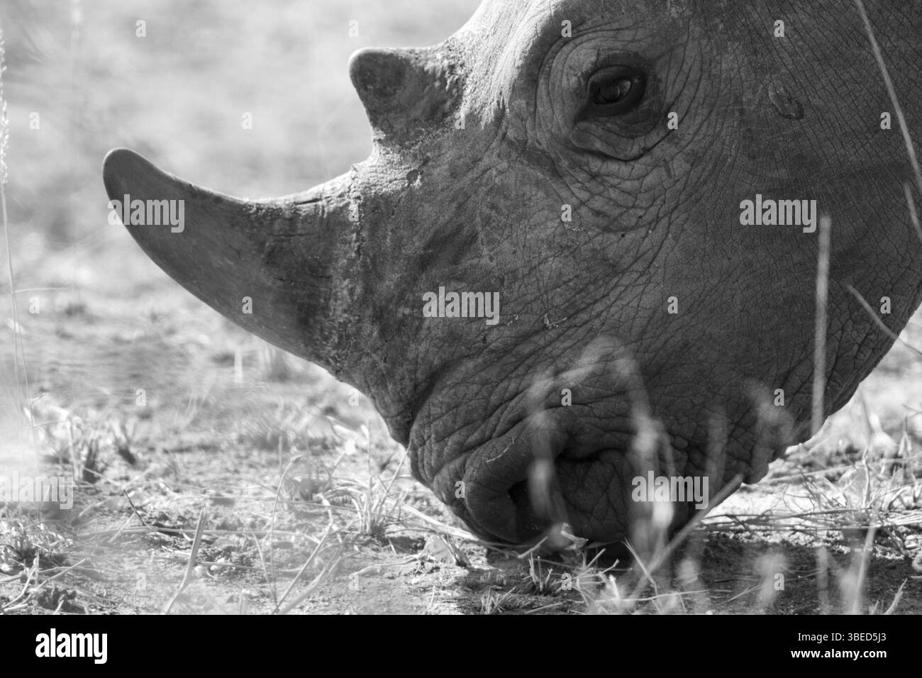 Side profile of a White rhino in the Kruger National Park, South Africa, Africa Stock Photo
