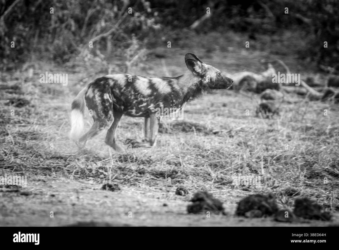African wild dog running in black and white in the Kruger National Park, South Africa, Africa Stock Photo