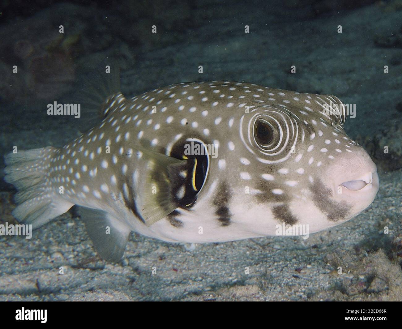 White-spotted pufferfish (Arothron hispidus) Stock Photo