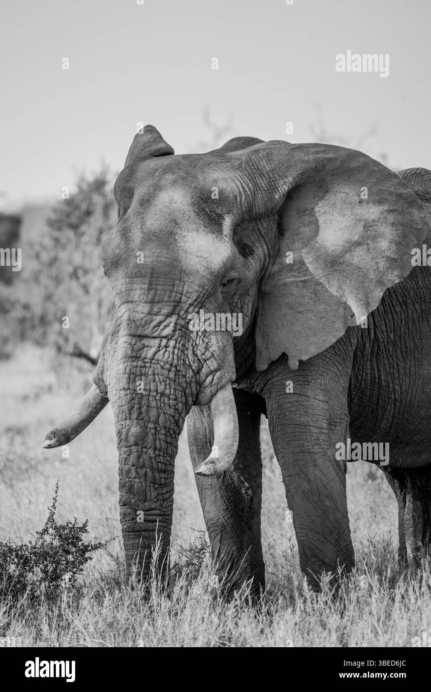 African Elephant in black and white in the Kruger National Park, South Africa, Africa Stock Photo