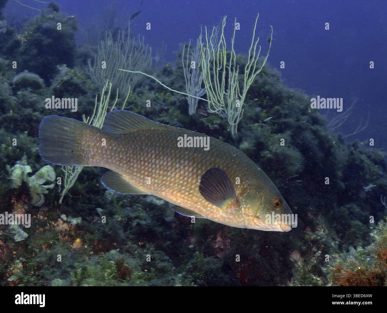 Labrus Rupestris Ballan wrasse (Labrus bergylta Stock Photo - Alamy