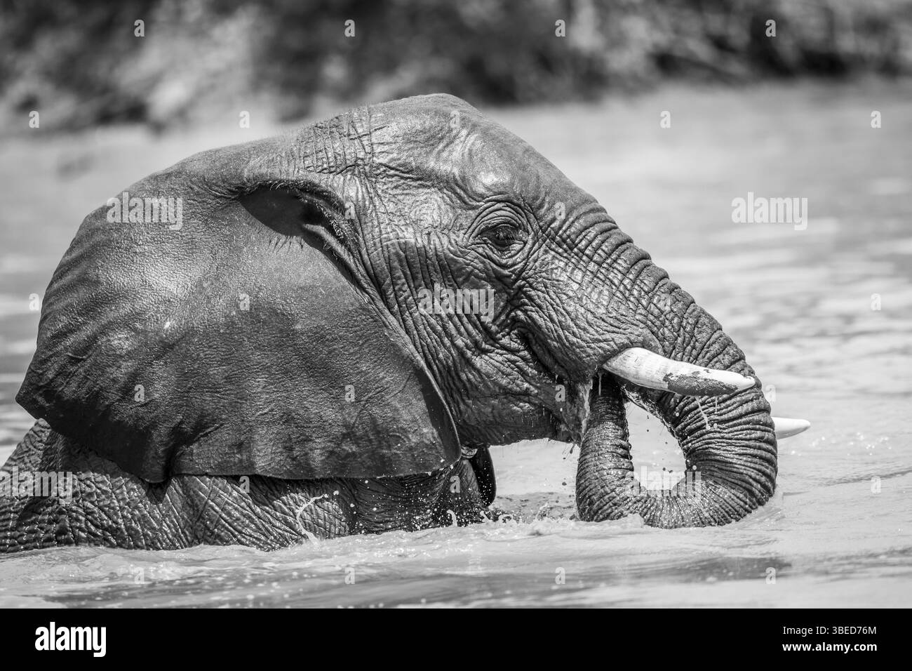 African elephant having fun in the water in black and white in the Kruger National Park, South Africa, Africa Stock Photo