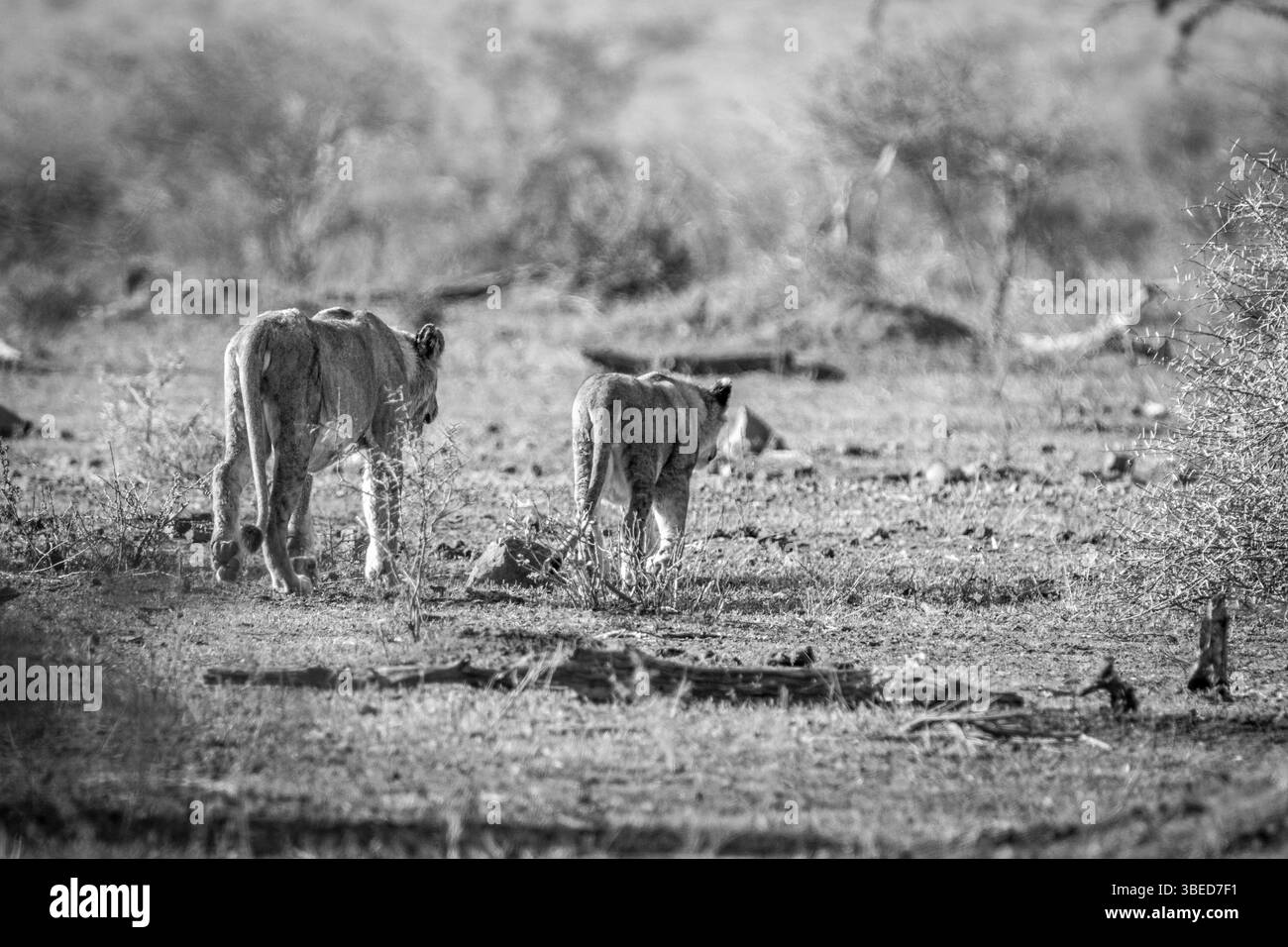 Mother and cub Lion walking towards the bush in the Kruger National Park, South Africa, Africa Stock Photo