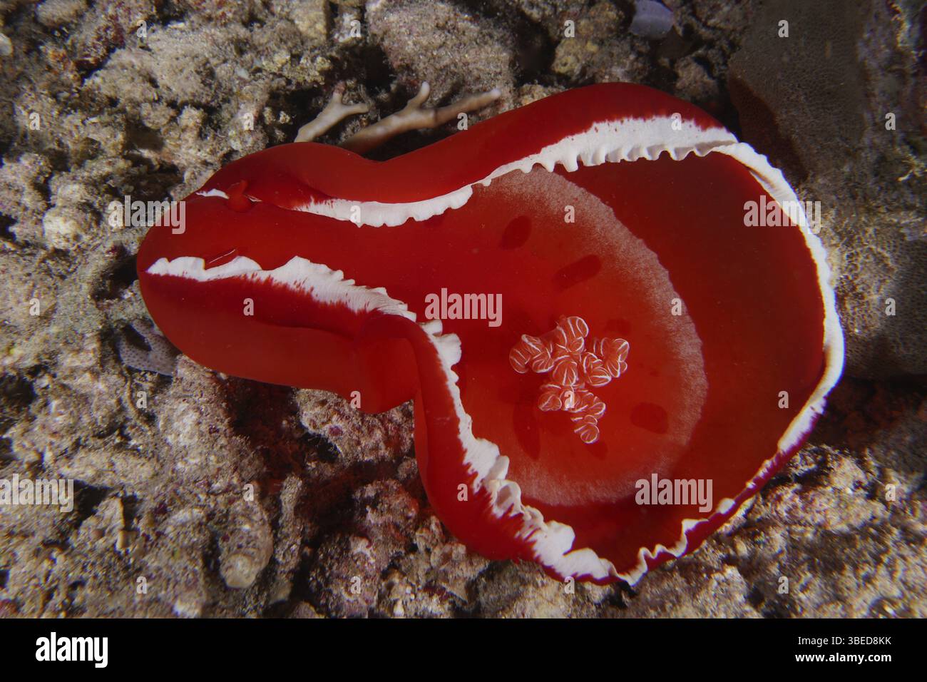 Spanish dancer (Hexabranchus sanguineus) Stock Photo