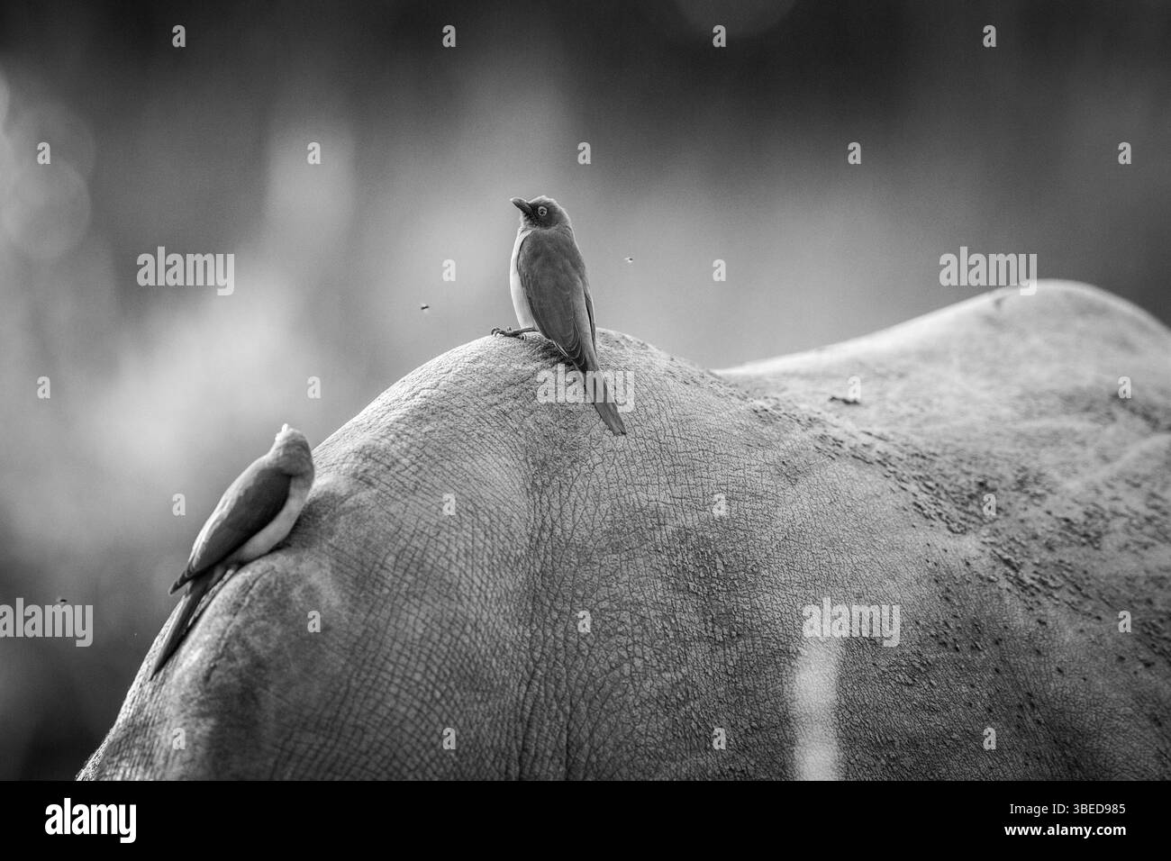 Red-billed oxpeckers on a Rhino in black and white in the Kruger National Park, South Africa, Africa Stock Photo
