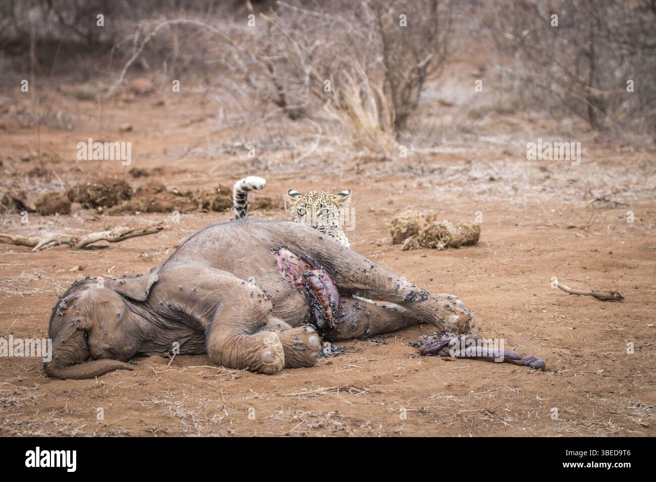 Carcasse d'éléphant : un impact durable sur le sol du parc Kruger