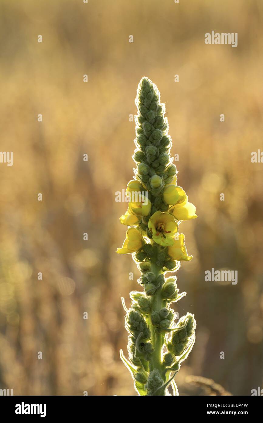 Semi Di Verbasco Densifloro (Verbascum Densiflorum) – Oltre 500 Semi, E 182, Da Ungheria