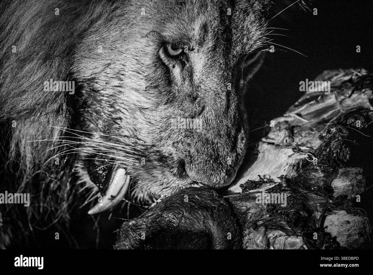 Eating Lion in black and white in the Kruger National Park, South Africa, Africa Stock Photo