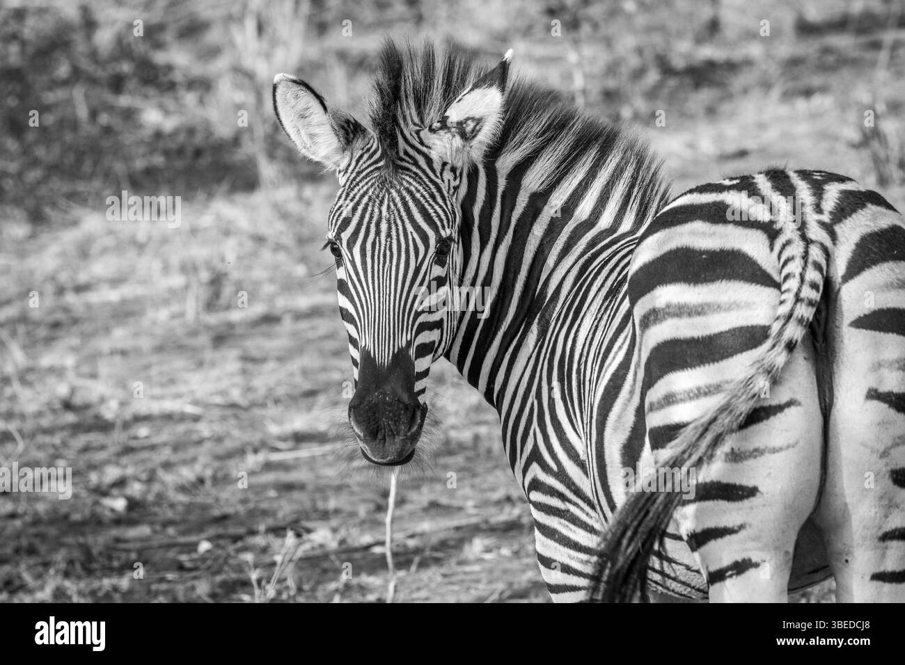 A starring Zebra in black and white in the Kruger National Park, South Africa, Africa Stock Photo