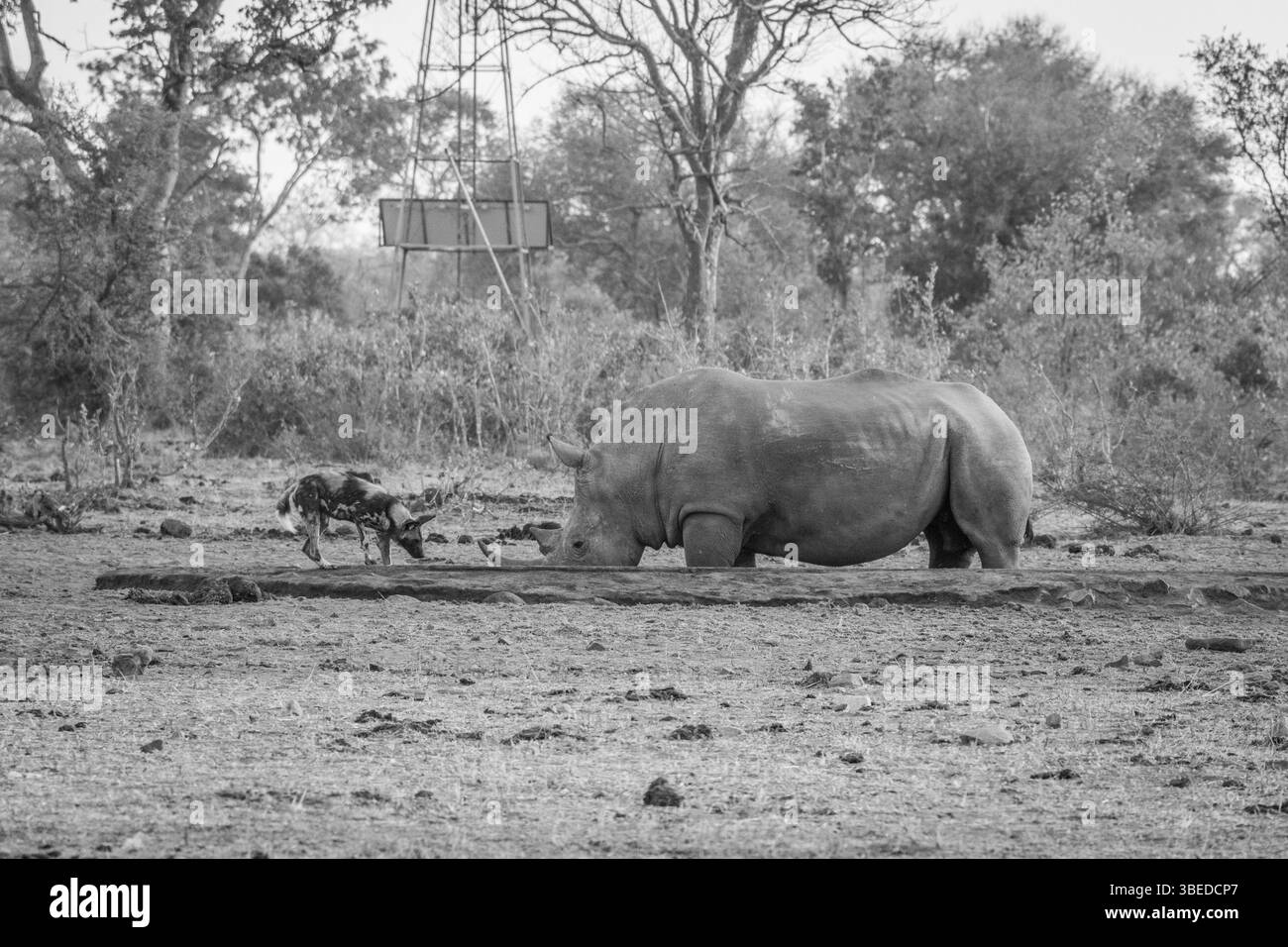 African wild dog drinking next to a White rhino in black and white in the Kruger National Park, South Africa, Africa Stock Photo