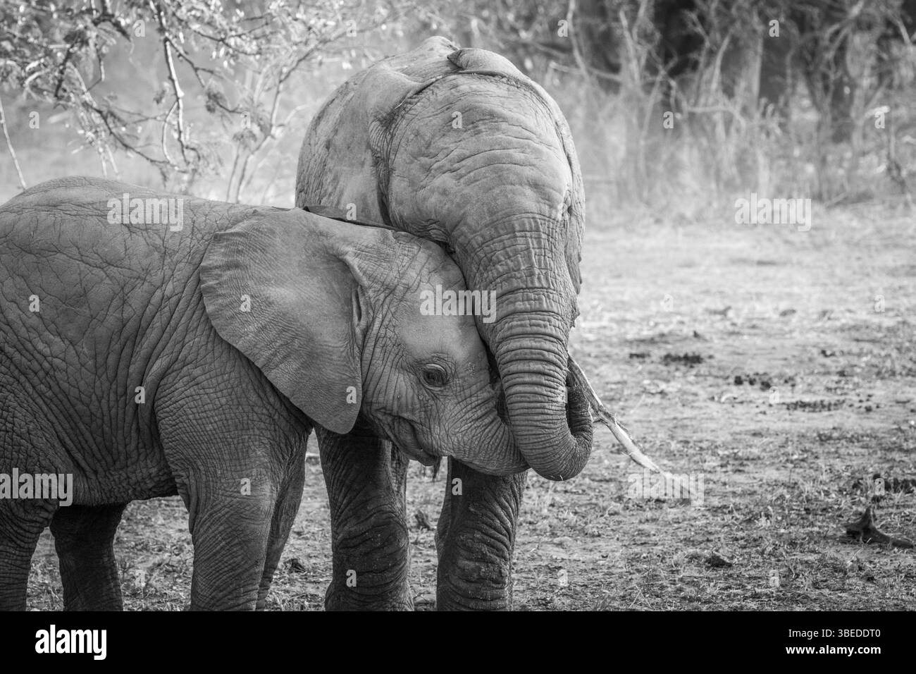 Two young Elephants cuddling in black and white in the Kruger National Park, South Africa, Africa Stock Photo