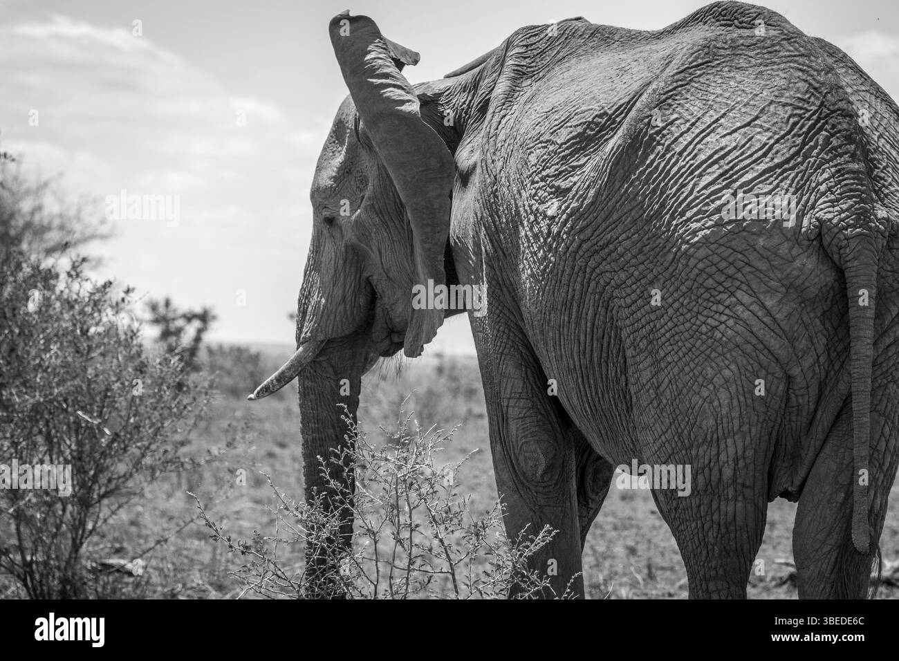 Side profile of an Elephant in black and white in the Kruger National Park, South Africa, Africa Stock Photo