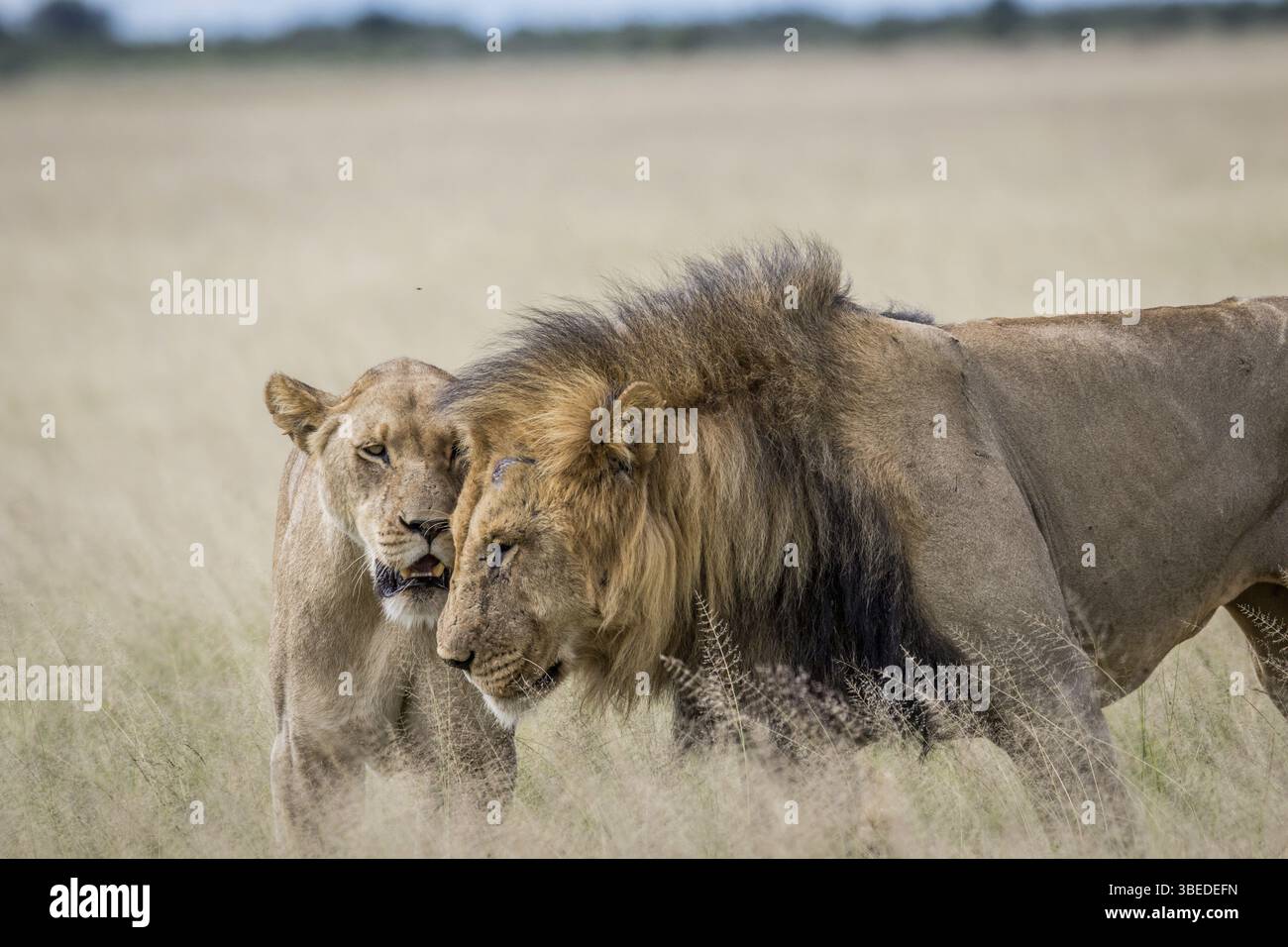 Mating couple of Lions in the high grass in the Central Khalahari ...