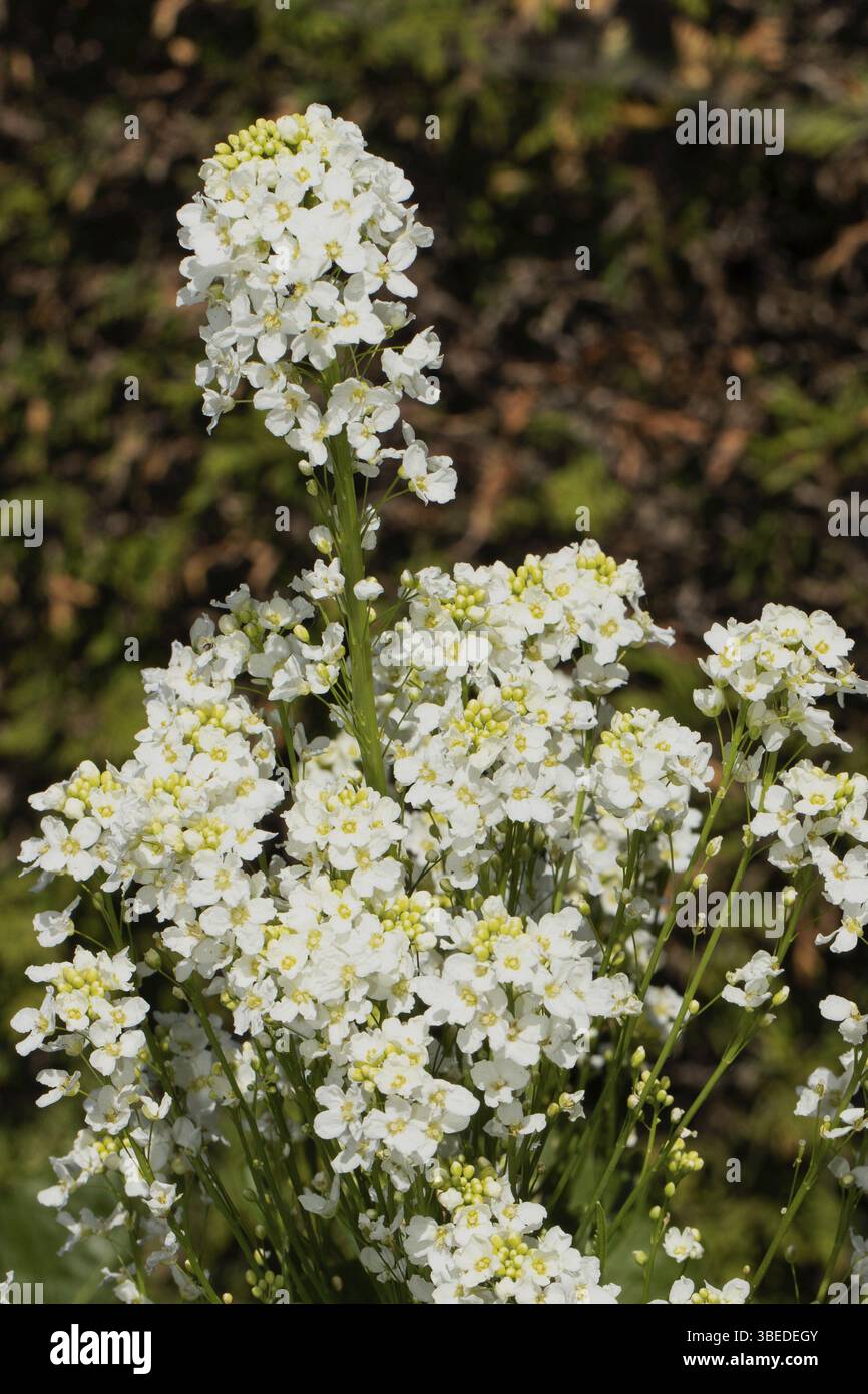 Kesilgan mushuk video Saranskda uy qurilishi porno video