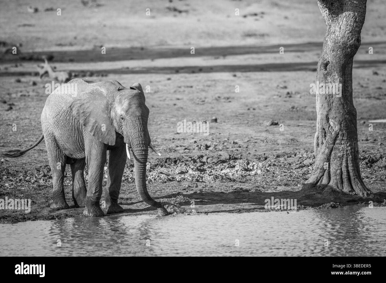 A drinking Elephant in black and white in the Kruger National Park Stock Photo