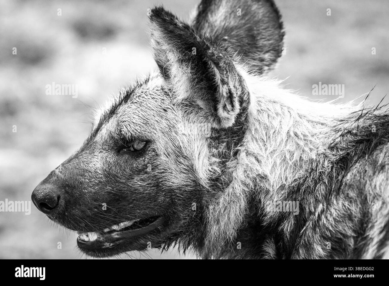 Side profile in black and white of an African wild dog in the Kruger National Park, South Africa, Africa Stock Photo