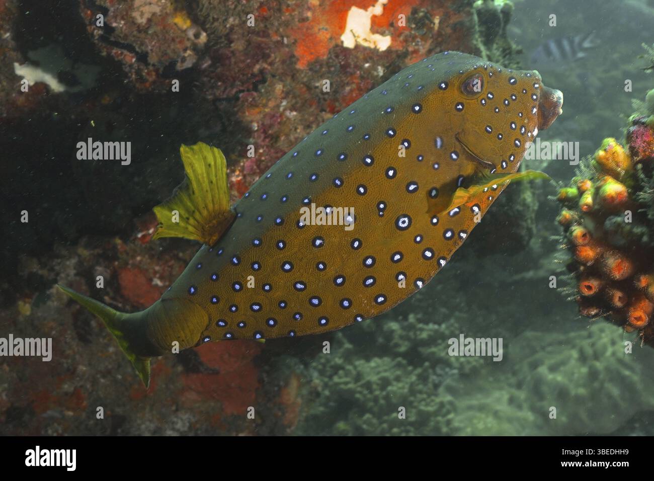 Yellow boxfish (Ostracion cubicus Stock Photo - Alamy