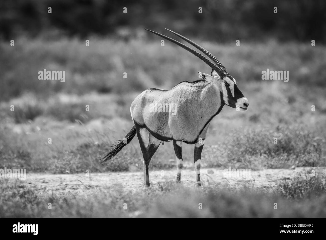 Side profile of a Gemsbok in black and white in the Kgalagadi Transfrontier Park, South Africa, Africa Stock Photo